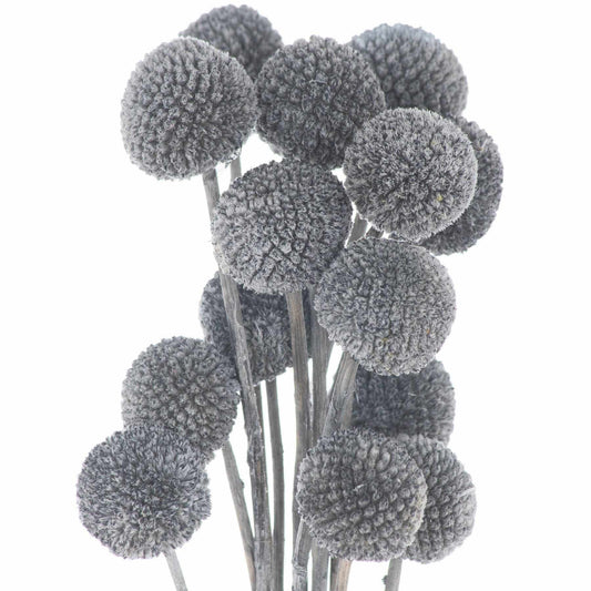 Dried Grey Billy Ball Bunch Of 20