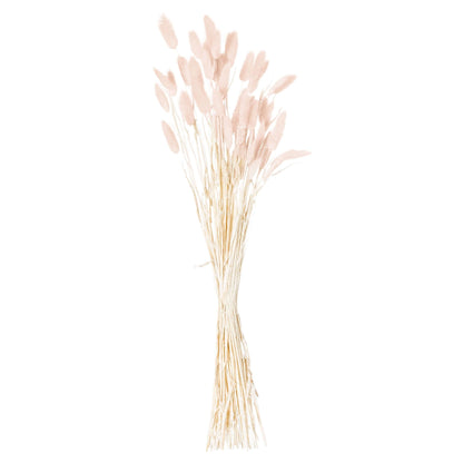 Dried Pale Pink Bunny Tail Bunch Of 40